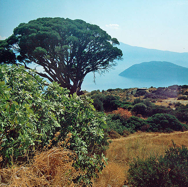 samos fauna flora bild 01