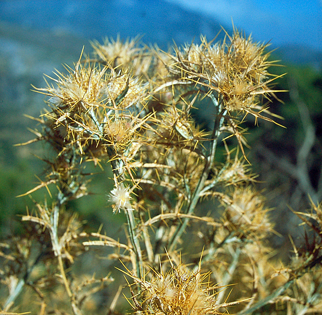 samos fauna flora bild 05